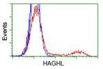 HAGHL Antibody in Flow Cytometry (Flow)