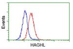 HAGHL Antibody in Flow Cytometry (Flow)