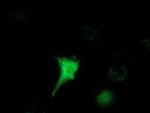 HAGHL Antibody in Immunocytochemistry (ICC/IF)