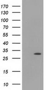 HAGHL Antibody in Western Blot (WB)