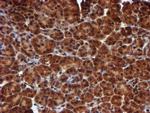 HARS2 Antibody in Immunohistochemistry (Paraffin) (IHC (P))