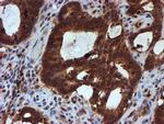 HARS2 Antibody in Immunohistochemistry (Paraffin) (IHC (P))