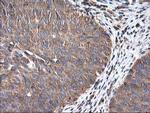 HARS2 Antibody in Immunohistochemistry (Paraffin) (IHC (P))