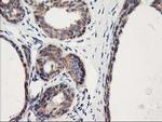 HARS2 Antibody in Immunohistochemistry (Paraffin) (IHC (P))