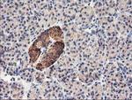 HARS2 Antibody in Immunohistochemistry (Paraffin) (IHC (P))