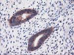 HARS2 Antibody in Immunohistochemistry (Paraffin) (IHC (P))