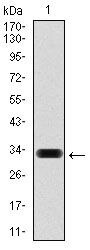 HAS3 Antibody in Western Blot (WB)