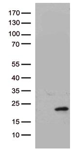 HBEGF Antibody in Western Blot (WB)