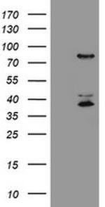HCFC2 Antibody in Western Blot (WB)