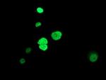 HDAC1 Antibody in Immunocytochemistry (ICC/IF)