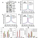 HDAC1 Antibody in Western Blot (WB)