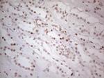 HDAC2 Antibody in Immunohistochemistry (Paraffin) (IHC (P))