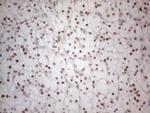 HDAC2 Antibody in Immunohistochemistry (Paraffin) (IHC (P))