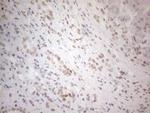 HDAC2 Antibody in Immunohistochemistry (Paraffin) (IHC (P))