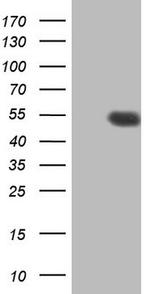 HDAC3 Antibody in Western Blot (WB)