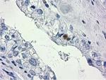 HDHD2 Antibody in Immunohistochemistry (Paraffin) (IHC (P))