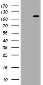 HEMGN Antibody in Western Blot (WB)