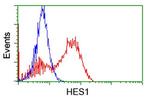 HES1 Antibody in Flow Cytometry (Flow)