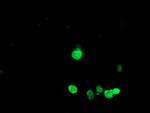 HES1 Antibody in Immunocytochemistry (ICC/IF)