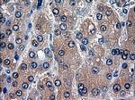 HES1 Antibody in Immunohistochemistry (Paraffin) (IHC (P))