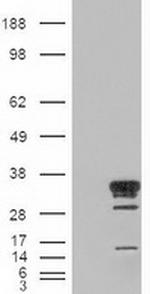 HES1 Antibody in Western Blot (WB)