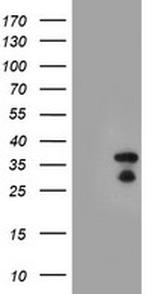 HES1 Antibody in Western Blot (WB)