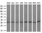 HES1 Antibody in Western Blot (WB)