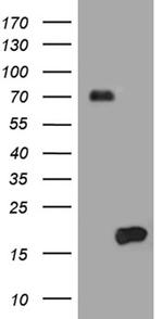 HES5 Antibody in Western Blot (WB)