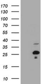 HES6 Antibody in Western Blot (WB)