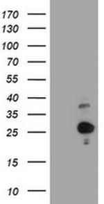 HES6 Antibody in Western Blot (WB)