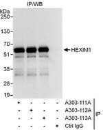 HEXIM1 Antibody in Immunoprecipitation (IP)