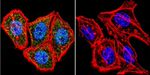 HIF-1 beta Antibody in Immunocytochemistry (ICC/IF)