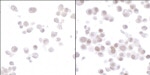 HIF2-alpha Antibody in Immunocytochemistry (ICC/IF)