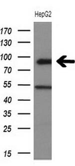 HIPK1 Antibody in Western Blot (WB)