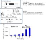 HIV1 Tat Antibody in ChIP Assay (ChIP)