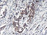 HMOX2 Antibody in Immunohistochemistry (Paraffin) (IHC (P))