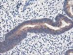 HMOX2 Antibody in Immunohistochemistry (Paraffin) (IHC (P))