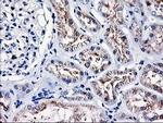 HMOX2 Antibody in Immunohistochemistry (Paraffin) (IHC (P))