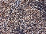 HMOX2 Antibody in Immunohistochemistry (Paraffin) (IHC (P))