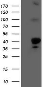 HMOX2 Antibody in Western Blot (WB)