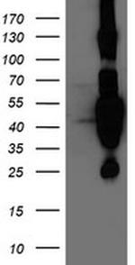 HMOX2 Antibody in Western Blot (WB)