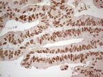 HNF4A Antibody in Immunohistochemistry (Paraffin) (IHC (P))