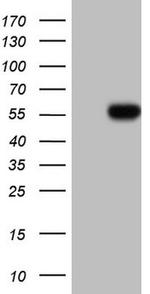 HNF4A Antibody in Western Blot (WB)