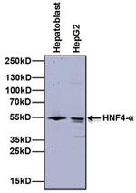 HNF4A Antibody in Western Blot (WB)