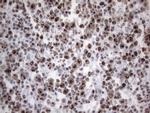 HNRNPA0 Antibody in Immunohistochemistry (Paraffin) (IHC (P))