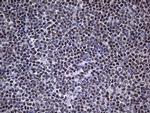 HNRNPA0 Antibody in Immunohistochemistry (Paraffin) (IHC (P))