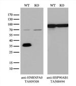 HNRNPA0 Antibody