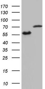 HNRNPL Antibody in Western Blot (WB)
