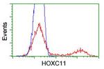 HOXC11 Antibody in Flow Cytometry (Flow)