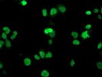 HOXC11 Antibody in Immunocytochemistry (ICC/IF)